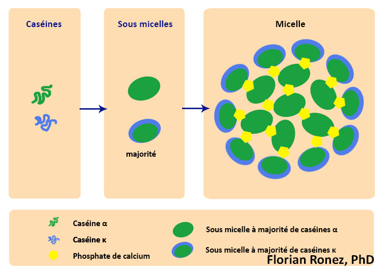 Présure : définition et explications