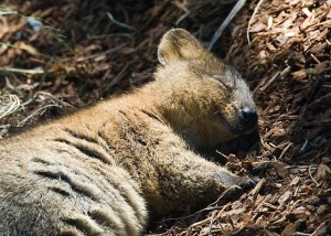 quokka animal