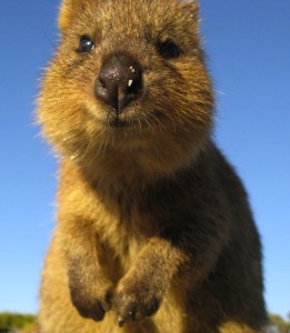 quokka australie