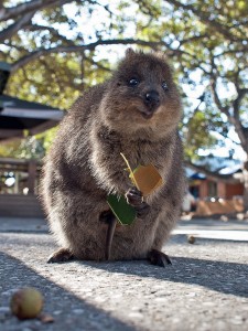 quokka biologie