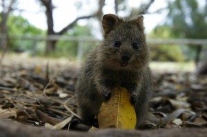 quokka marsupial