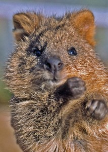 quokka no dissection