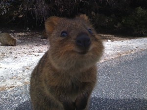 quokka sourrir