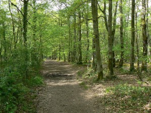 forêt