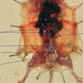Dissection des organes génitaux de la souris femelle 1