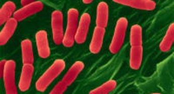 E. coli: la bactérie tueuse?