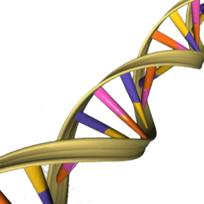 DNA_Double_Helix