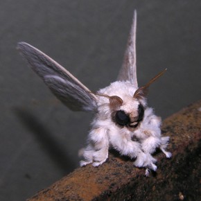 Papillon caniche
