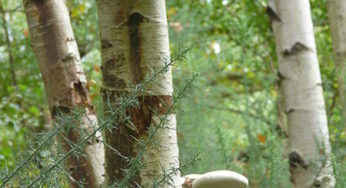 Vilains arbres pollueurs!