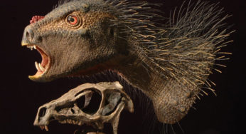 Le fossile de jour: le dinosaure porc-épic!