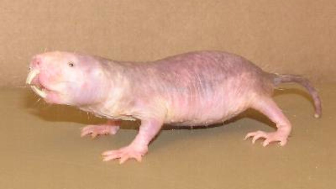 Animal Hors Normes L Incroyable Rat Taupe Blog Youlab