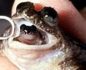 Dissection de grenouille