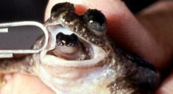 L’animal (ressussité) du mois: la grenouille à gestation gastrique