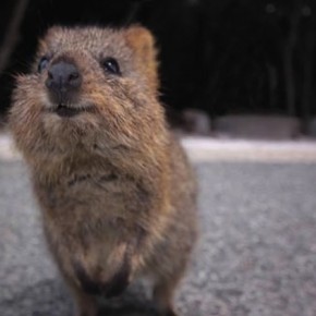 quokka