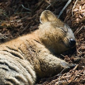 quokka animal