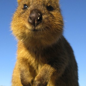quokka australie