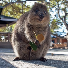 quokka biologie