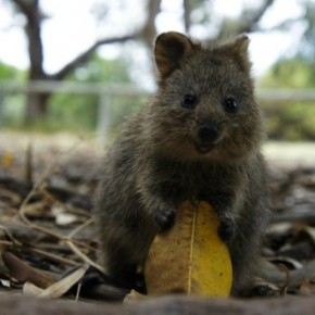 quokka marsupial