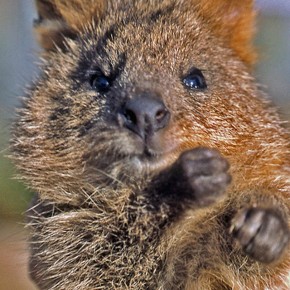 quokka no dissection
