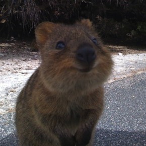quokka sourrir
