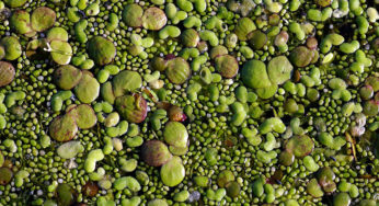 L’étude des plantes aquatiques envahissantes