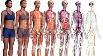 Strip dissection