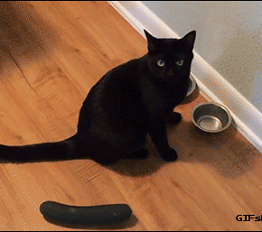 Chat qui sursaute