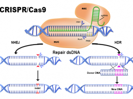 CRISPR CAS9