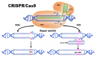 CRISPR CAS9