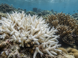 Corail ramifié blanchi au premier plan d’un récif, près de colonies conservant leur coloration.