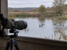 Longue-vue dirigée vers des canards et des oiseaux d’eau dans une zone humide.