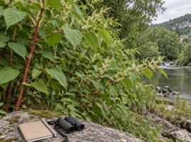 Renouée du Japon sur une berge, avec carnet et jumelles pour l’observation de terrain.