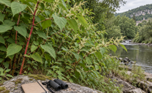 Renouée du Japon sur une berge, avec carnet et jumelles pour l’observation de terrain.