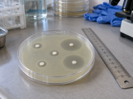Boîte de Petri contenant des disques d’antibiotiques et des zones d’inhibition, à côté d’une règle.