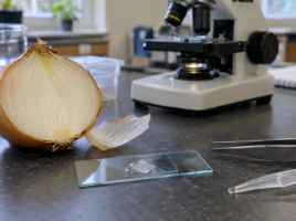 Demi-oignon, lame et lamelle préparées devant un microscope, avec pince et pipette.