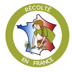 Sureau pour dissection végétale récolté en France